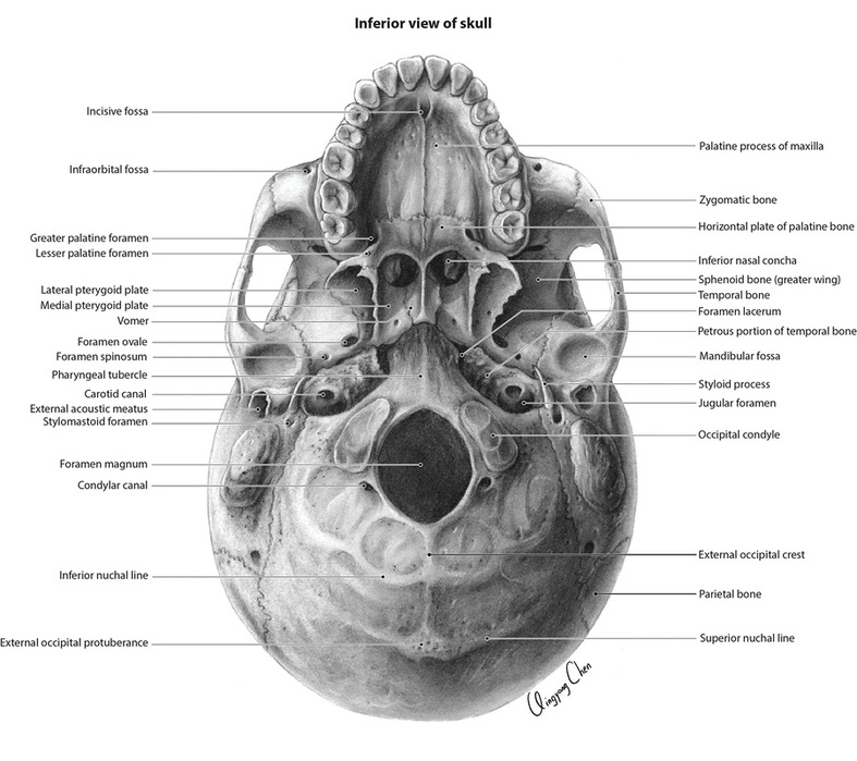 QCVisual Portfolio Inferior View of the Skull - QCVisual